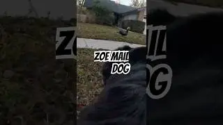 Zoe Mail Dog #puppy #funny