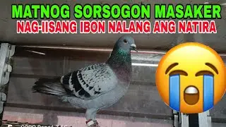 MATNOG SORSOGON MASAKER / UBOS ANG MGA IBON NAPUNTA SA MINDORO ANG MGA IBON