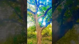 #diltopagalhai#uditnarayan #alkayagnik #bollywood #love #subscribemychannel #nature #trending