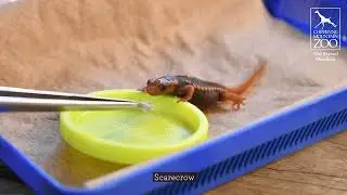 Emperor Newt Snack Time