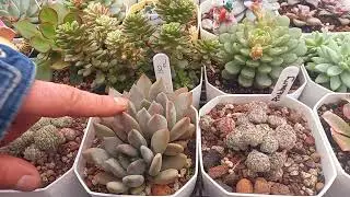 Echeveria larımızla görsel şölen  / Her pazar gibi yine terasdayız / #echeveria