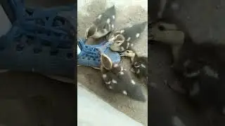 hungry duckling eating my shoeless #youtubeshort  #shorts #duckling