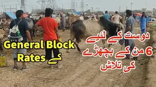 Dost K Liye 6 Mun K Bachray Ki Talash | Sohrab Goth Cow Mandi 2022