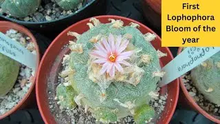 My first Lophophora Cactus Bloom of the Year - Lophophora williamsii var. fricii #cacti #cactus