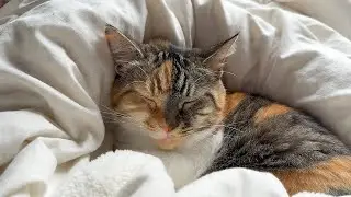 LIVE 🌙 Lazy Cat Lofi Music to Fall Asleep 😴 | Season 8