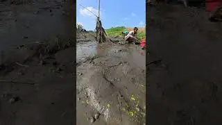 Amazing Mud Fishing Festival: Catching Big Fish by Hand in Drying Pond