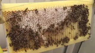Bees creating and capping honey in the Flow Hive