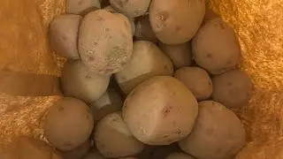 Семенной картофель - Выращивание картофеля в саду на юге и севере Флориды