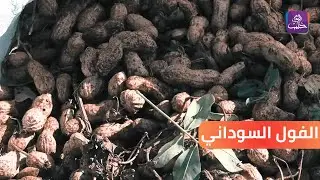 أملاً بتحسين المردود.. الفول السوداني في سهل الروج زراعة جديدة لا تخلو من التحديات || تقرير: مراسلنا