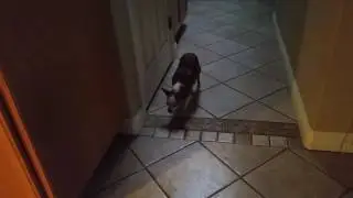 Young dog accepting sudden blindness - Pebbles Day 4 of blindness