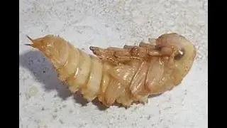 Superworms pupate