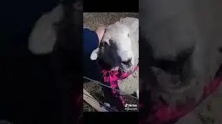 La oveja &Oacute;scar con una bufanda 