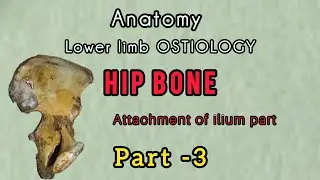 Attachment of ilium / HIP BONE/Anatomy/ Tamil explanations/