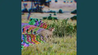Fast Animals