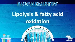 L25,26: Lipid metabolism (lipolysis and fatty acid oxidation); Biochemistry  