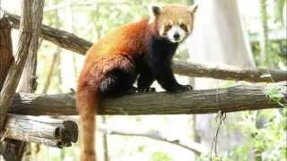RED PANDA IMAGES