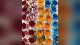 Rainbow Lab 2018