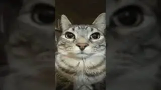 Posting random videos for 100 days: day 2