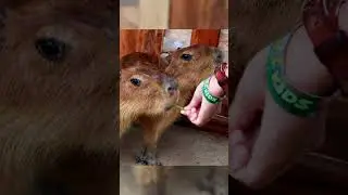 Кормление капибары #дети #minizoo #wisatabatam