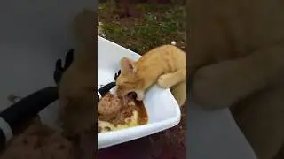 Adorable Orange Tabby 