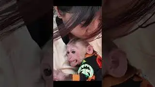 Bobo love mom #monkey #monkeybobo #cute #monkeybob