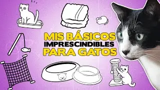 Los B&Aacute;SICOS IMPRESCINDIBLES para GATOS 😸 | Todo lo que necesita tu gato en casa