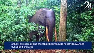 GABON : ENVIRONNEMENT, STRAT&Eacute;GIE DES PRODUITS FORESTIERS AUTRES QUE LE BOIS D&rsquo;&OElig;UVRE.