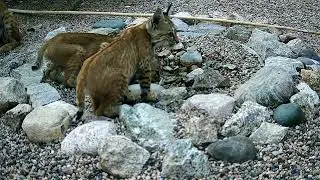 Desert Waterhole Wildlife 2025
