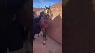#الخيل #tbourida #cheval #التبوريدة_المغربية #fantasia #concours #الله_الله