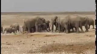 Elephants Racing to the Watering Hole in Etosha National Park
