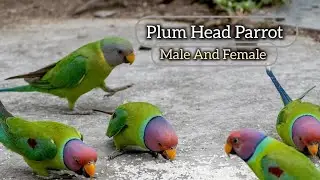 Plum Head Parrot Male and Female Differences | Easy Identification Guide
