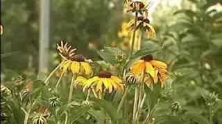 La. gardeners use variety of daisies in summer flower garden
