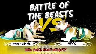 Boot vs Hero: Ultimate Weight Pulling Challenge | Which Dog Is Strongest?