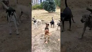 Tail-Wagging Adventures: Exploring Life with Dogs!
