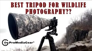 The Best Wildlife Photography Tripod & Gimbal  -  ProMediaGear TR423 and GKjr Gimbal Pro Head