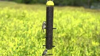 Perky-Pet&reg; Thistle Finch Feeder
