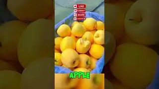 🍏🍎Exploring the Delicious World of Apple Varieties!🍎#shorts #short  #youtubeshorts #shortsfeed