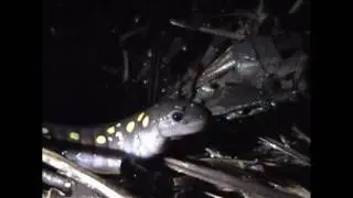 spotted  salamander migration