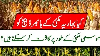 Can Spring Maize Hybrid seed be Planted as Autumn Crop || Pak Agriculture
