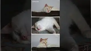 How I Assembled Duke&rsquo;s Cat Tower 🐾  Red Point Siamese Approved!  #cattower #siamese #redpointcat