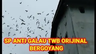 Sp anti galau twb orijinal bergoyang