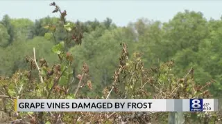 Widespread frost damage found across Finger Lakes vineyards after Thursday's cold