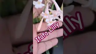 Beautiful Ifafa Lilly winter to summer flowering plant 🪴 😍