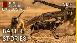 Baboon Shows African Wild Dogs Who's Boss Here | Battle Stories  #Exclusive