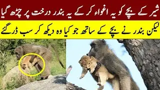 This Monkey Pickup alone Lion Cub but later the Cub was Found Below a Tree