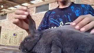 info ngatasi kuping keple#binatangternak #rabbit #bunny #kelincikreatif #animals #peternakpemula