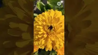 Yellow & Orange Calendula flowers #shorts #ytshorts #calendula #wintergarden #springgarden