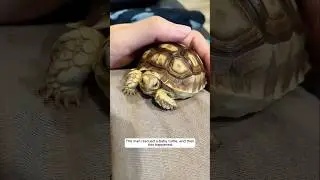 The man rescued a baby turtle, and then this happened.