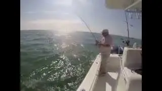 Goliath Grouper eats Shark
