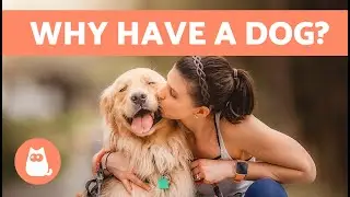 10 BENEFITS of ADOPTING a DOG 🐶✅ | Why Adopt a Dog?